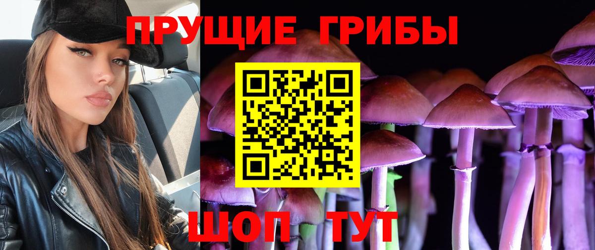 Псилоцибиновые грибы Psilocybe Котлас